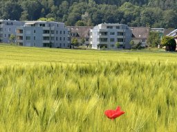 HegiWanderung26
